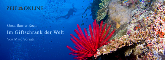 Great Barrier Reef | Tauchsafari zum giftigsten Ort der Welt