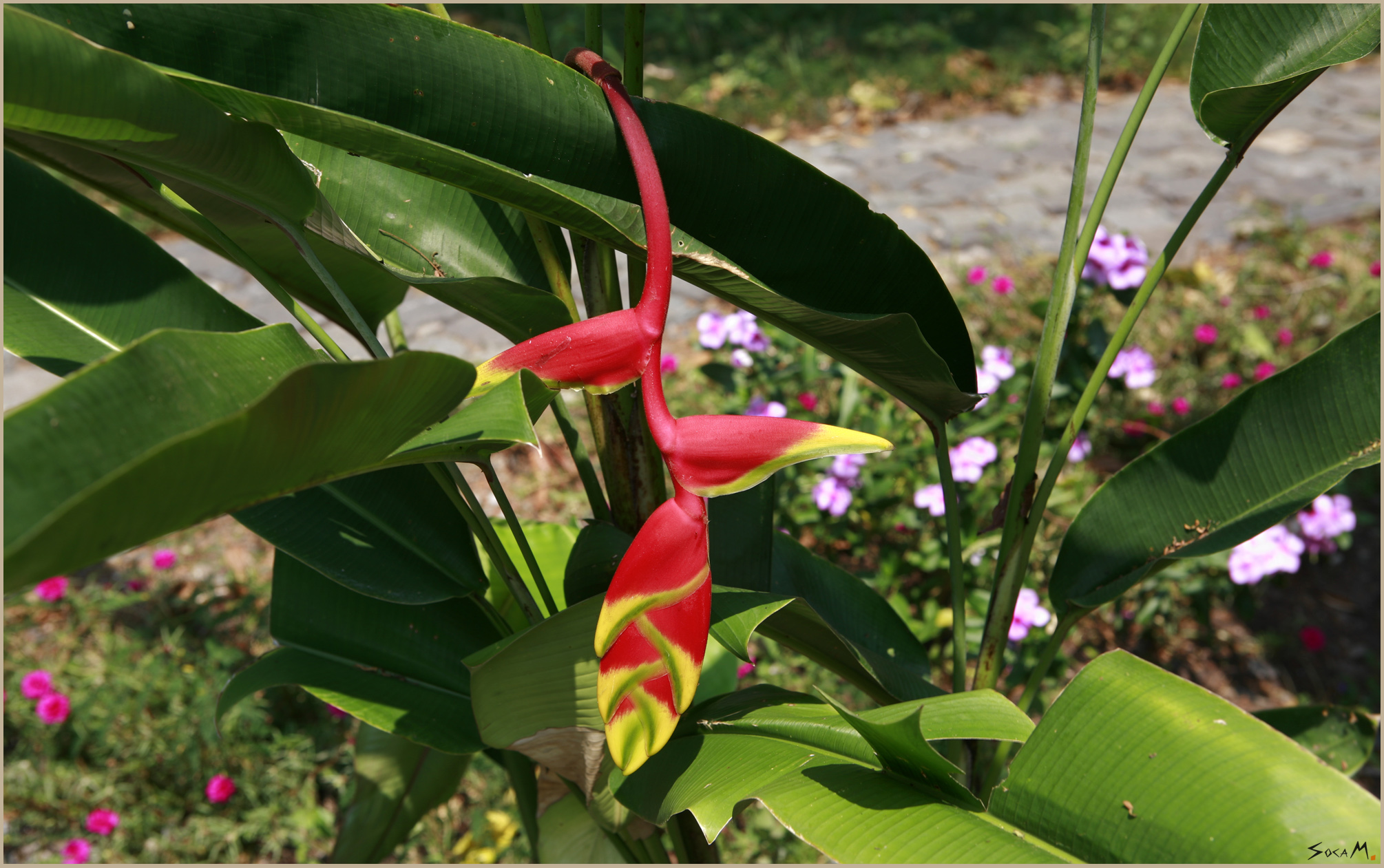 Heliconia · Príncipe